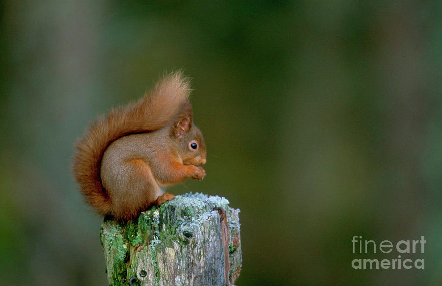 Red Squirrel Photograph by Leslie J Borg/science Photo Library
