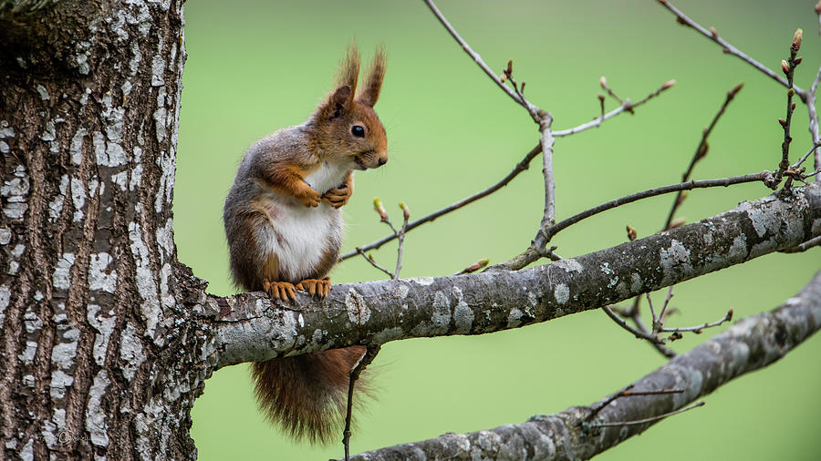 Red Squirrel On An Oak Branch Photograph by Torbjorn Swenelius