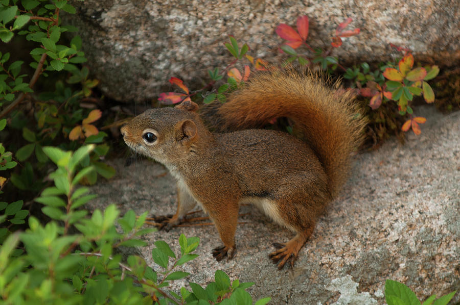Red Squirrel Photograph by Paul Mangold
