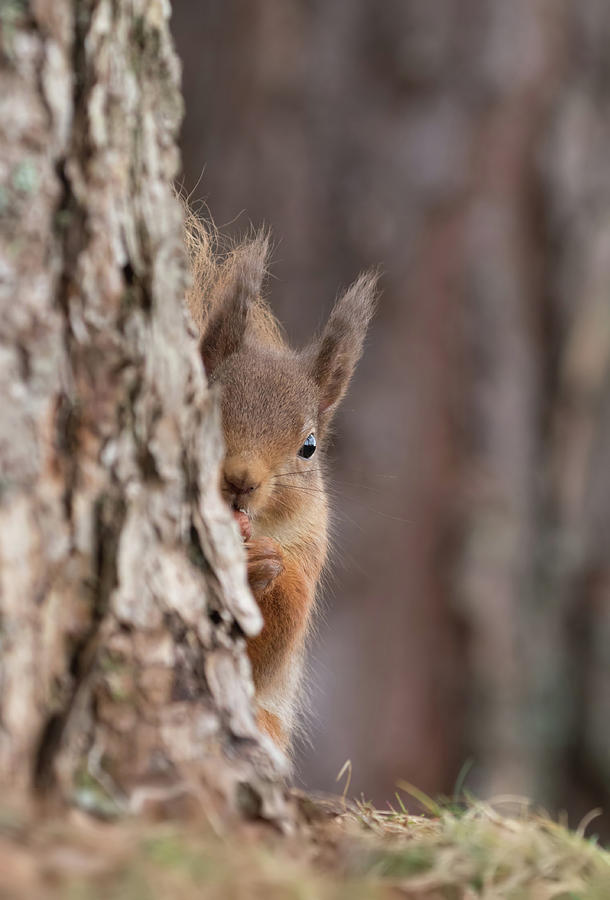 Red Squirrel Peering Round A Tree Photograph by Pete Walkden