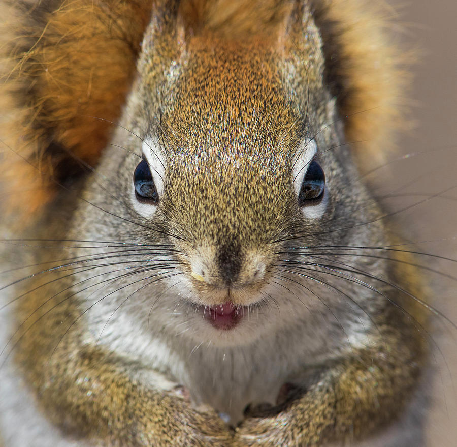 Animal Photograph - Red Squirrel portrait by Mircea Costina Photography