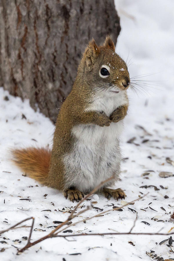 Red Squirrel Sax Zim Bog Photograph by Paul Schultz