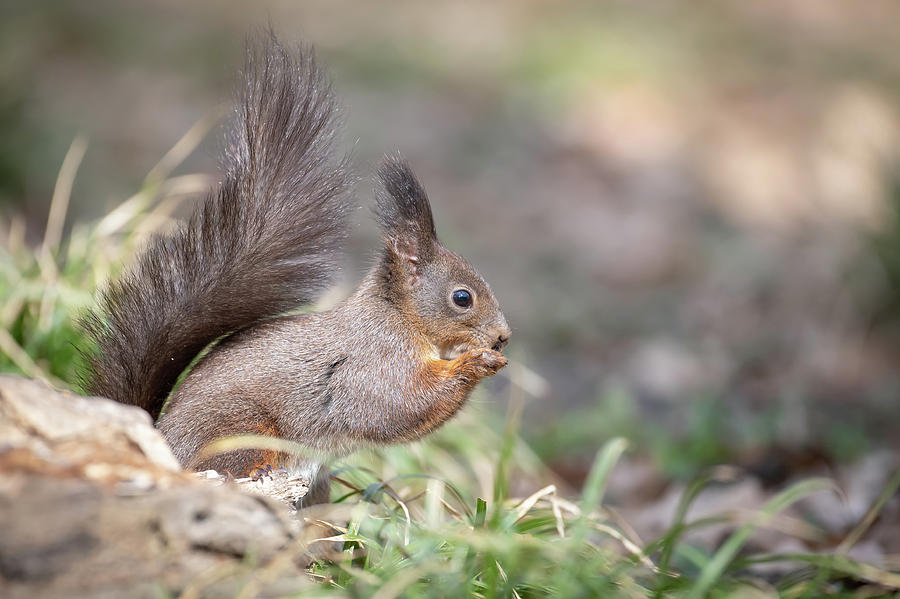 Red Squirrel - Sciurus vulgaris Photograph by Jivko Nakev