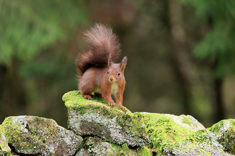 Red squirrel Sciurus vulgaris looking alert on a stone wall Photograph by Louise Heusinkveld