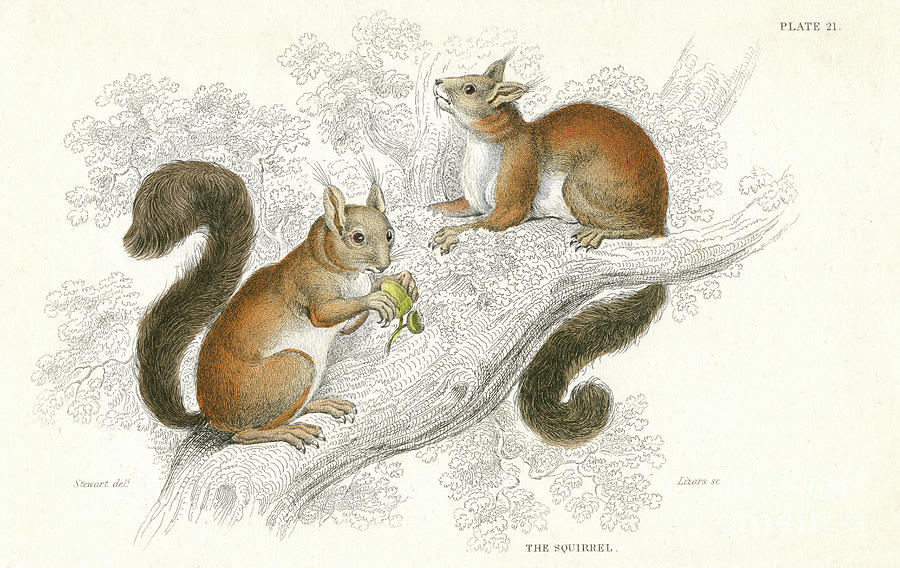 Red Squirrel Sciurus Vulgaris Drawing by Print Collector