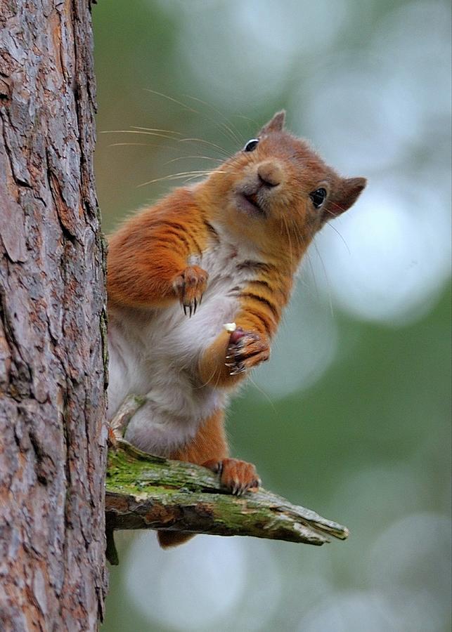 Red Squirrel Scotland Photograph by Grace Collett - Pixels