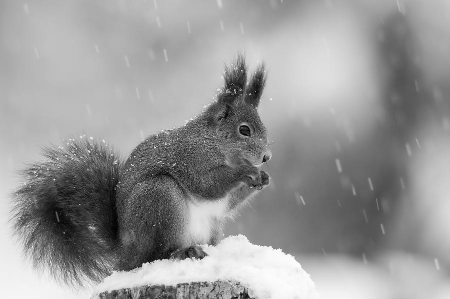 Winter Photograph - Red Squirrel by Svein Ove Linde