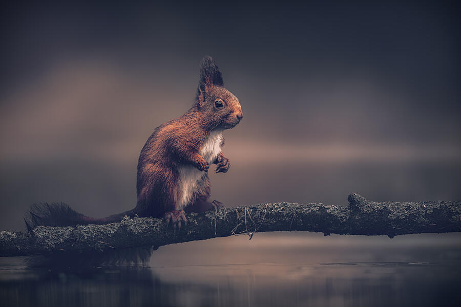 Wildlife Photograph - Red Squirrel Taking A Break by Gert J Ter Horst