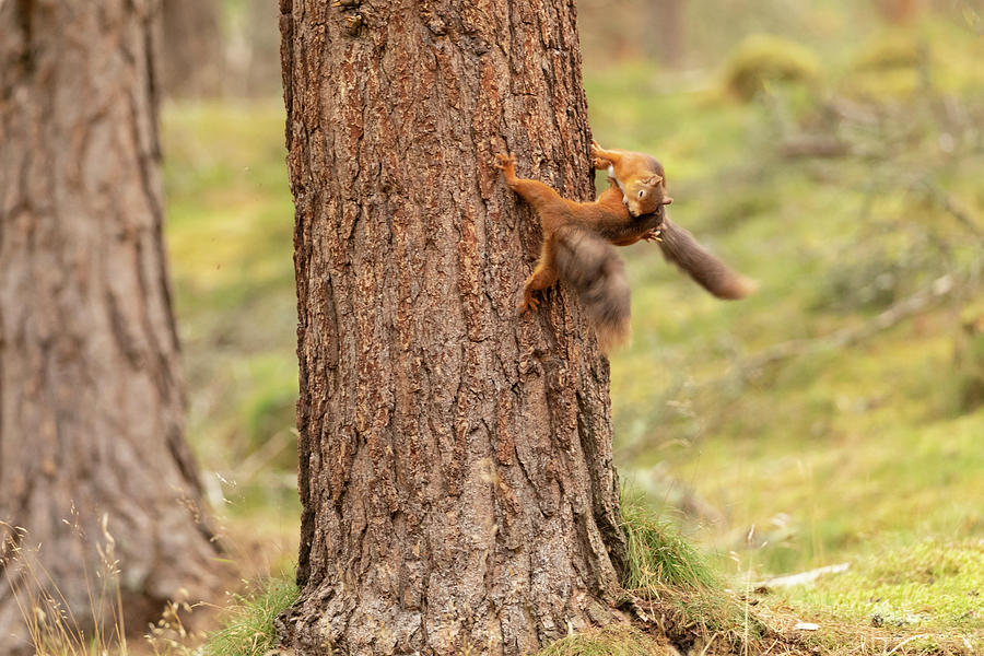 Red Squirrel, Two Animals Fighting, While Falling Photograph by Scotland: The Big Picture / Naturepl.com Red Squirrel, Two Animals Fighting, While Falling Photograph by Scotland: The Big Picture / Naturepl.com