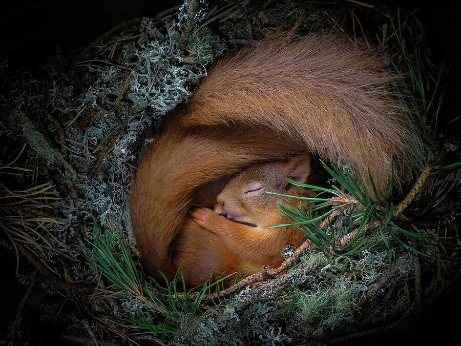 Red Squirrel, Two Curled Up Asleep In Drey Inside Nest Box. Photograph by Neil Anderson / Naturepl.com Red Squirrel, Two Curled Up Asleep In Drey Inside Nest Box. Photograph by Neil Anderson / Naturepl.com