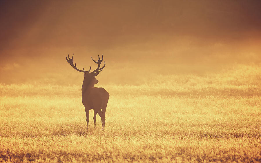 Red Stag In Mist Photograph by Markbridger