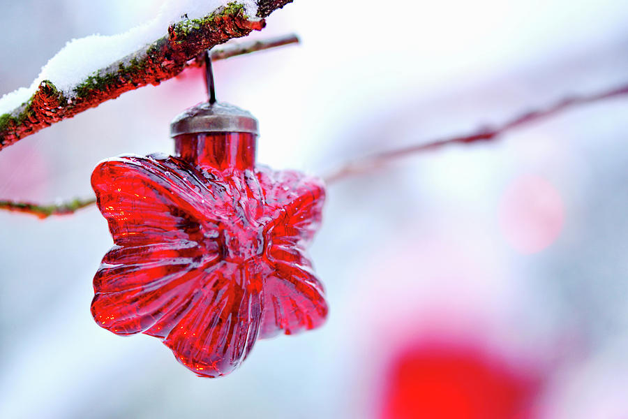 Red, Star-shaped Christmas-tree Decoration Hung From Snowy Twig Photograph by Angelica Linnhoff