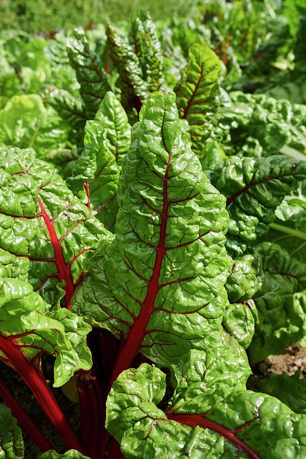 Red-stemmed Chard In A Field Photograph by Amanda Stockley