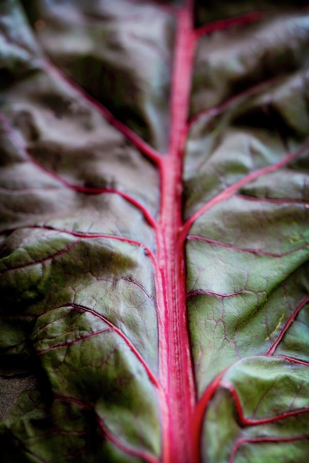 Red-stemmed Chard Leaf leaf-vein Photograph by Jamie Watson