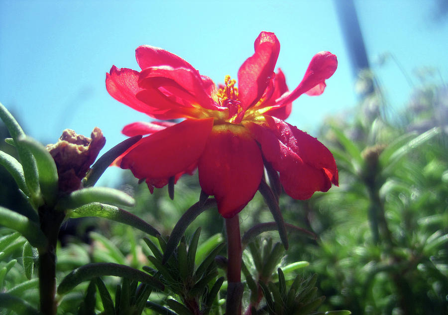 Red Summer Flower 1 Photograph by Jaeda DeWalt