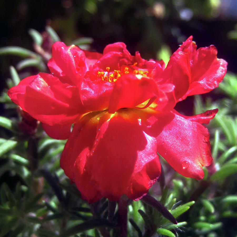 Red Summer flower 2 Photograph by Jaeda DeWalt