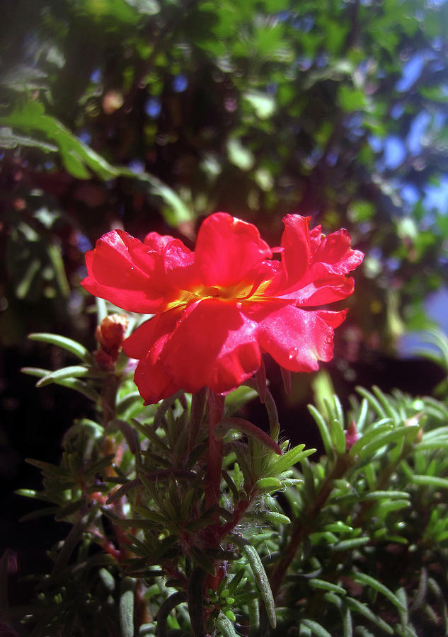 Red Summer flower 3 Photograph by Jaeda DeWalt