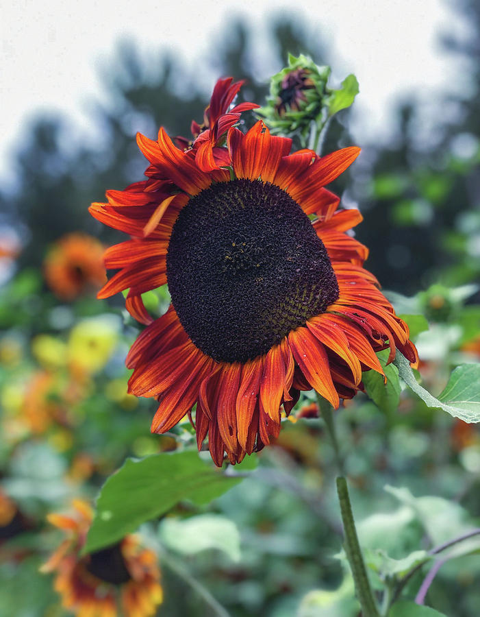 Red Sunflower Photograph by Anamar Pictures