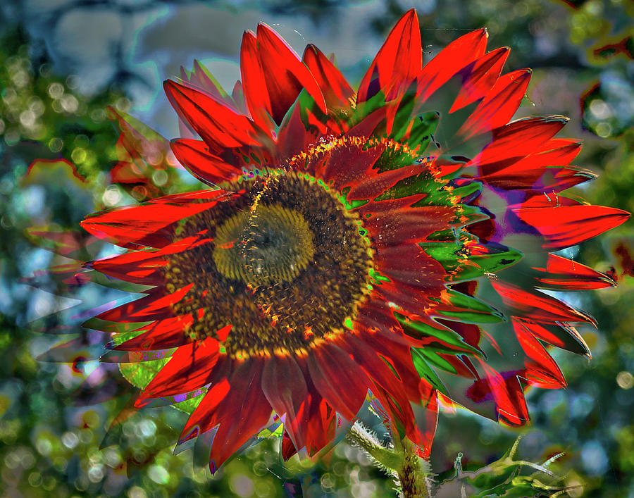 Red Sunflower by Gerald Grow Red Sunflower by Gerald Grow