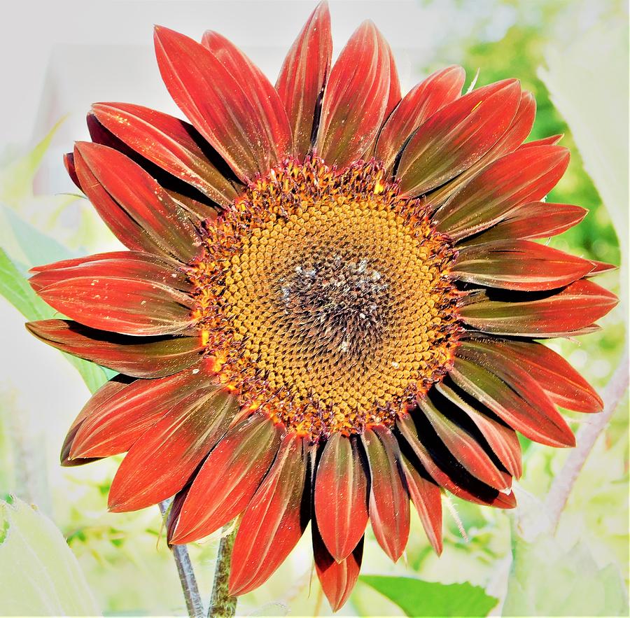 - Red Sunflower Photograph by THERESA Nye