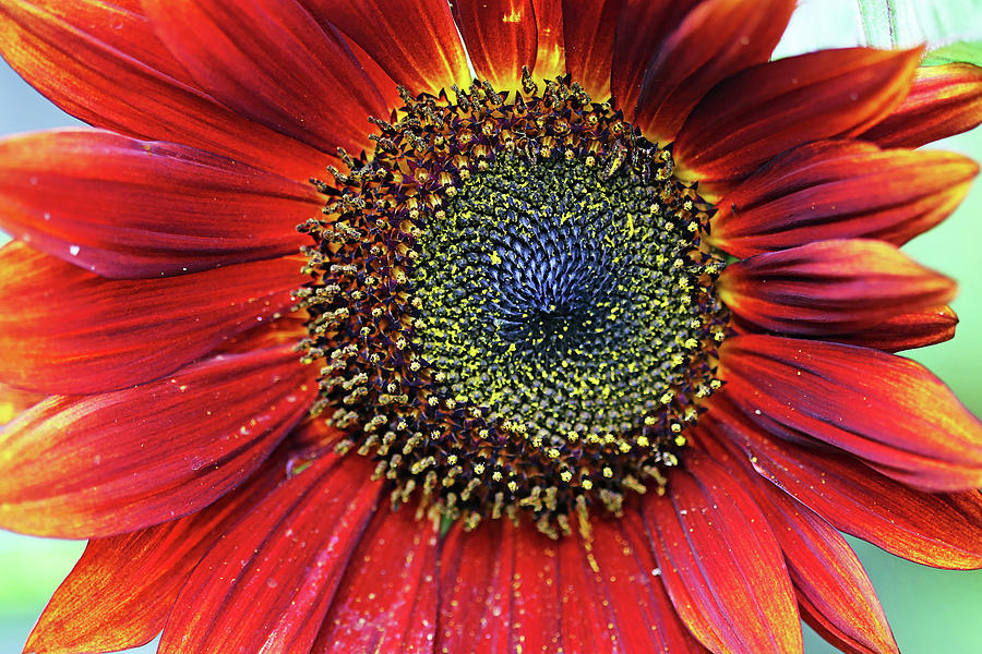 Red Sunflower With Yellow Tips Photograph by Debbie Oppermann