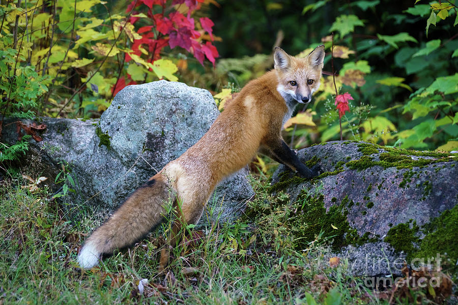 Red Tail Fox Photograph by Craig Shaknis