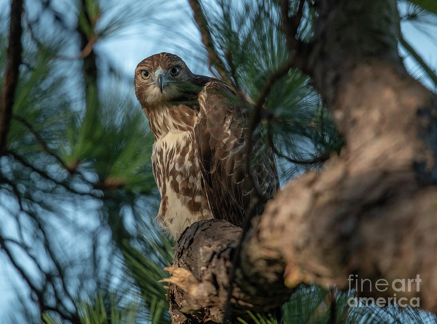 Red Tail Hawk Photograph by Dale Powell