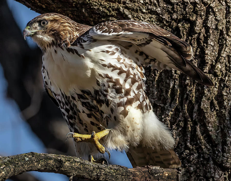 Red-tail Hawk Photograph by Karl Mohr
