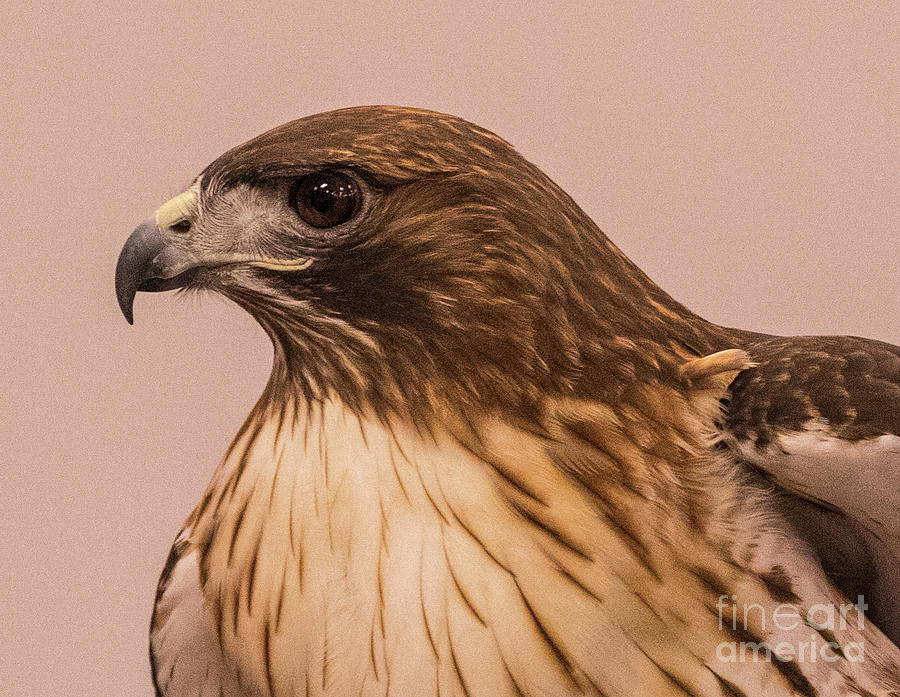Red Tail Hawk Photograph