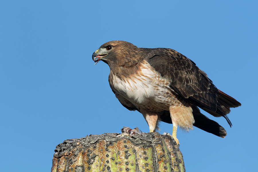 Red-Tail Hawk on a Saguaro  Photograph by Kathleen Bishop