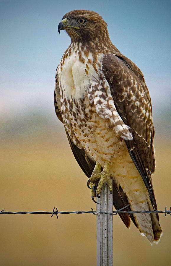 Red Tail Hawk Digital Art by Troy Wright - Fine Art America