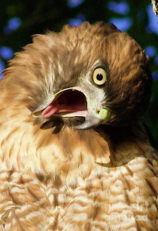 Red Tail Hawk - Yawn Photograph By Terri Vincent - Fine Art America