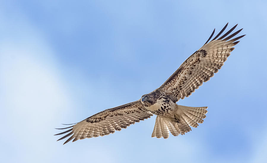 Red Tail in Flight 2 Photograph by Rick Mosher