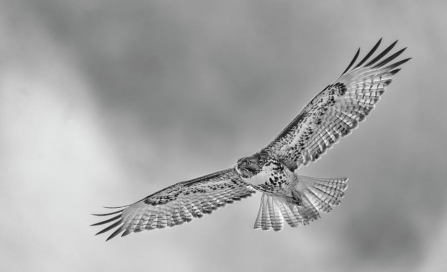 Red Tail in Flight BW Photograph by Rick Mosher