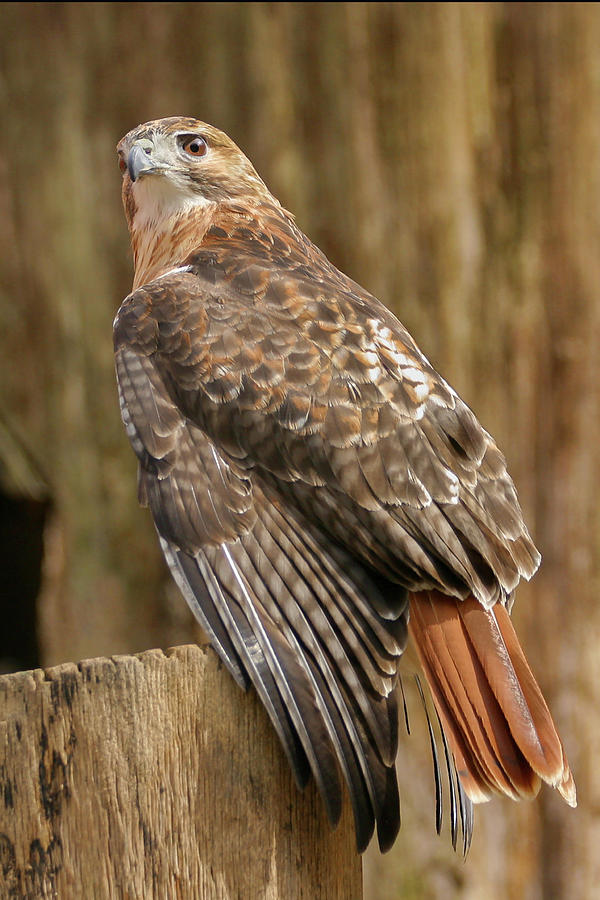 Red Tail Photograph by Ronnie And Frances Howard