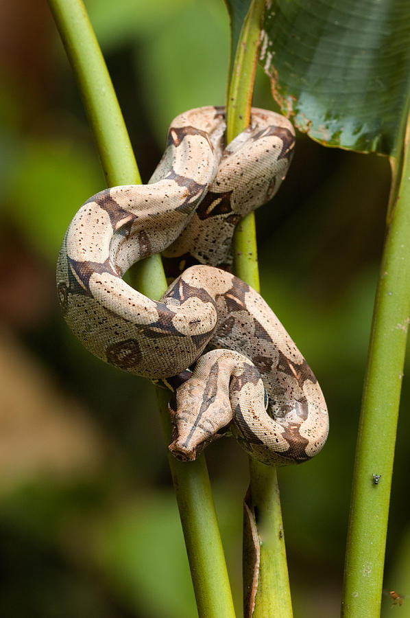 Red-tailed Boa Boa Constrictor Photograph by Michael Lustbader