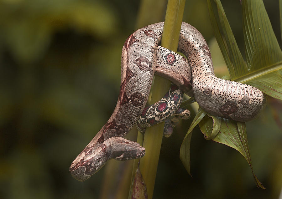 Red-tailed Boa Photograph by Michael Lustbader