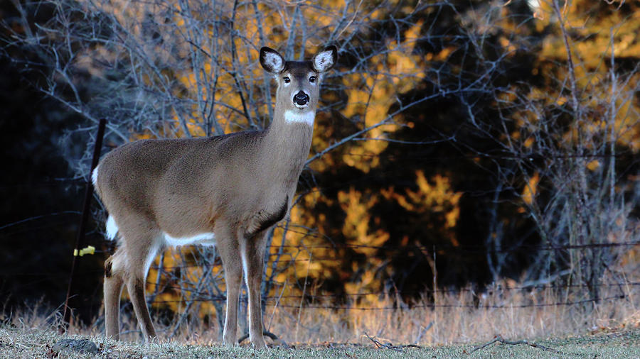 Red Tailed Deer Photograph by Davandra Cribbie