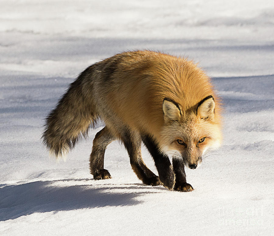 Red-tailed Fox With Eyes on the Prey Photograph by Dennis Hammer