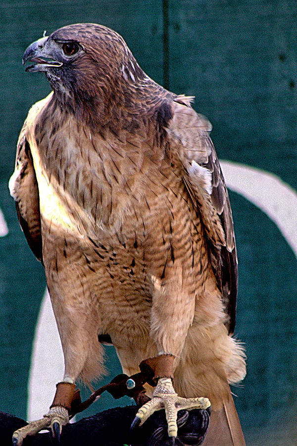 Red Tailed Hawk-1 Photograph by Michael Gordon