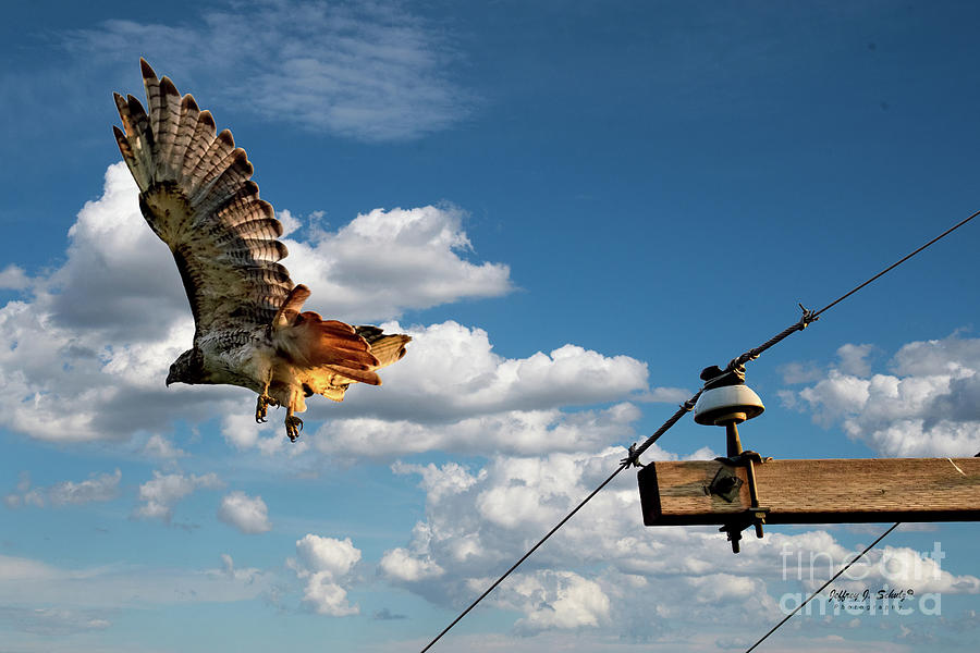 Red Tailed Hawk - 2 Photograph by Jeffrey Schulz