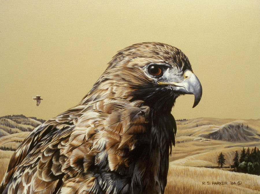 Red Tailed Hawk 2 Painting by Ron Parker