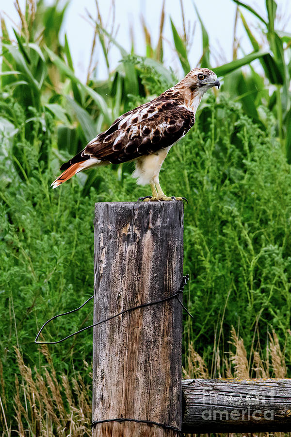 Red Tailed Hawk - 4 Photograph by Jeffrey Schulz