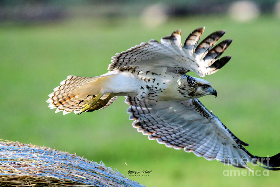 Red Tailed Hawk - 7 Photograph by Jeffrey Schulz