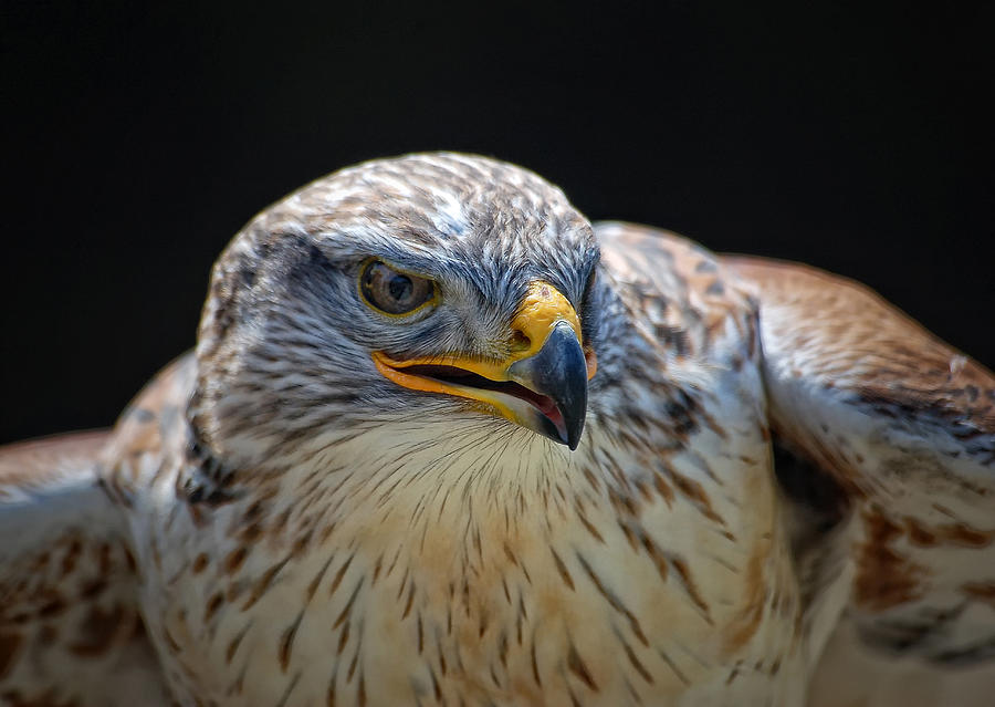 Hawk Photograph - Red-tailed Hawk by Alain Turgeon