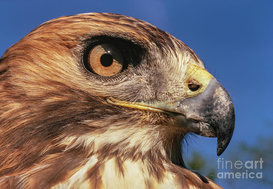 Red-tailed Hawk Photograph by Alan Schroeder