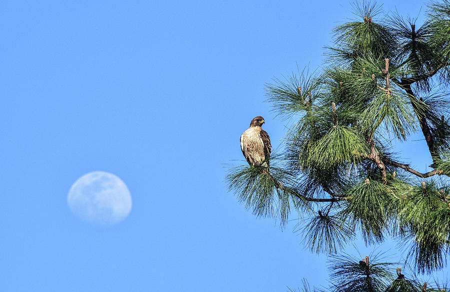 Red Tailed Hawk and Moon 1 Photograph by Linda Brody