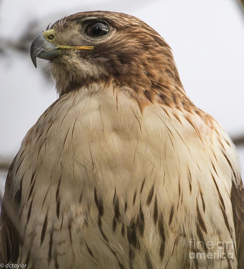 Red Tailed Hawk at Attention Photograph by David Taylor