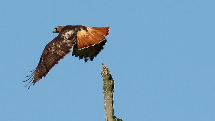 Red-Tailed Hawk by Betty Berard Red-Tailed Hawk by Betty Berard