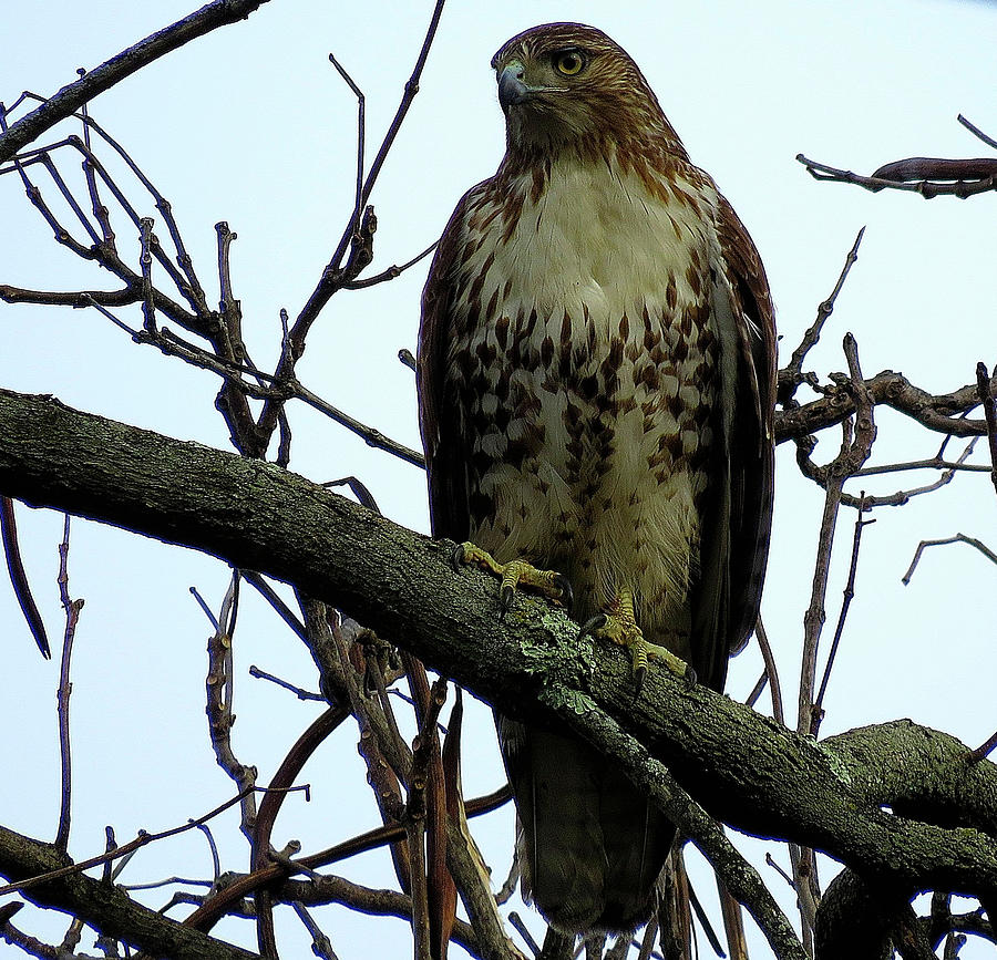 Red-Tailed Hawk Branch Manager Photograph by Linda Stern
